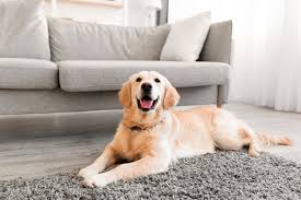 've been working in the carpet cleaning industry for over 15 years. High Quality Carpet Cleaning In Woodstock Il Pilgard S Quality Cleaning Solutions