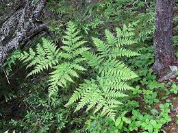 Image result for Hypolepis sparsisora