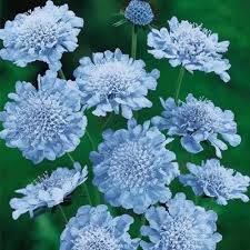 Butterfly Blue Scabiosa Former Perennial Plant Of The Year Lavender Blue Flowers With Pincushionlike Centers Bloom Plants Spring Hill Nursery Showy Flowers