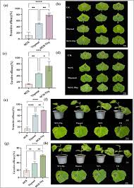 Image result for pseudomonas savastanoi pv nerii oleander symptoms