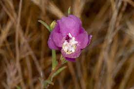 Plant Of The Month Farewell To Spring