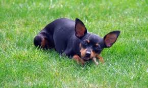 Differenze Tra Pinscher Pinscher Nano E Pinscher Toy
