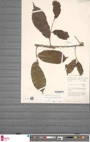 Image result for Dichapetalum madagascariense