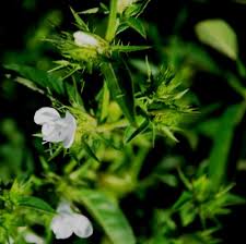 Image result for Barleria elegans