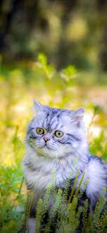 Black cat digital wallpaper, minimalism, digital art, simple. Cat Phone Wallpapers July 2020 I Like Cats Very Much Cat Phone Wallpaper Cute Cat Wallpaper Animal Wallpaper