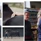 Whole horse Assessment 2-Day clinic event image