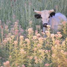 Pin By Idk On Ups Vtoraya Doska In 2020 Cute Cows Fluffy Cows Cute Baby Animals