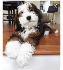 Ayse Ates Adli Kullanicinin Cockapoo Terrier Panosundaki Pin Yavru Kopek Kopek Hayvanlar