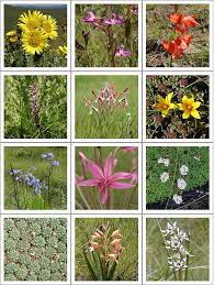 As jan smuts, south african statesman, founder of the league of nations and father of holism, put it, many of our beautiful flowers are well known far beyond south africa, and may be seen in private and public collections internationally. South African Flower Quiz Phillipskop Mountain Reserve