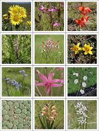 African flowers are famous for their bright colors and hardiness. South African Flower Quiz Phillipskop Mountain Reserve