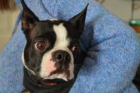 Podríamos decir que son primos y hermanos del bulldog francés, pero la verdad es que si está buscando un perro de compañía, tanto el bulldog francés como el boston terrier son buenas opciones. Boston Terrier Breed Information 14 Facts About Boston Terriers Your Dog Advisor