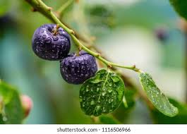 Image result for Phyllanthus retinervis