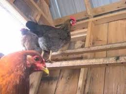 Last Night I Dreamed Of Chickens By Jack Prelutsky How To Memorize Things Chickens My Dream