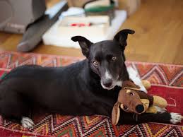 Some dogs may go into heat at. Length Of The Heat Cycle In Dogs