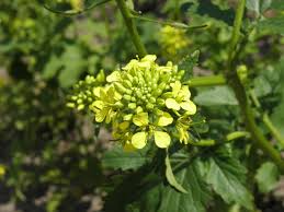 Image result for Brassica rapa