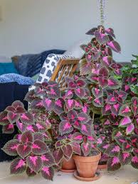 La pianta rosa , arbusti con foglie lucide a forma lanceolata. Piante Che Purificano L Aria Quali Sono Westwing