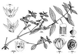 Image result for Alternanthera sessilis
