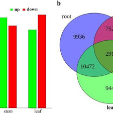 Image result for Entada phaneroneura