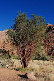 Image result for Acacia montigena