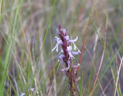 Image result for Striga bilabiata