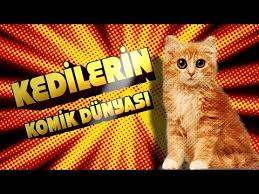 Konusan Kediler 5 En Komik Kedi Videolari Youtube