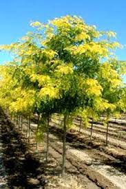 An example of this would be the silver here are some fast growing trees that i would recommend because they are also beautiful and hardy. Shade And Flowering Trees For Sale In Boise