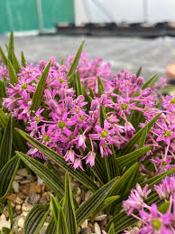 Image result for Ledebouria cooperi