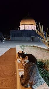 Mesrurin Adli Kullanicinin القدس احن اليك Panosundaki Pin Kedi Kopek Kudus Mekke
