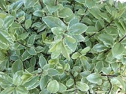 Image result for Pittosporum tenuifolium