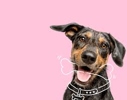 By maxime croll updated december 21, 2020. Pet Insurance For Dogs Puppies Petplan