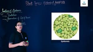 Meristem, region of cells capable of division and growth in plants. Meristematic Tissue Apical Intercalary Lateral Meristems With Examples