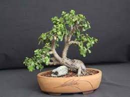 That's because portulacaria afra is also referred to as 'mini jade' or 'dwarf jade' by some and is popular among bonsai tree growers. Pin On Bonsai Succulent