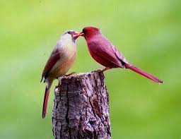 Birds And Blooms Photo Contest Winners Bird Photography Bird Photography Tips Birds Blooms Nature Birds Pet Birds Beautiful Birds
