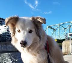 There are 9 puppies, 5 male and 4 female. 23 Malamute Mixes Which One Is The Best Crossbreed For You K9 Web