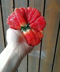 Great for freezing whole or using for preserves. Thanks I Hate Flat Strawberries Tihi