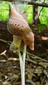 Nacktschneckee uncensored fun