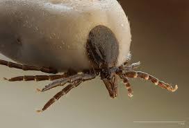 Mayonii, as well as other infections that cause symptoms like fever,. Tick Wikipedia