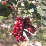 Image result for Schotia capitata