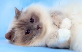 Birman Kedi Cinsi Ozellikleri Ve Bakimi Kedi Ansiklopedisi