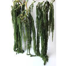 Hanging Amaranthus Green Preserved Plants Wedding Flowers Arch Decor Living Walls Indoor Jungle Price For 1pcs No Water Needed Amaranthus Plants Moss Wedding Decor
