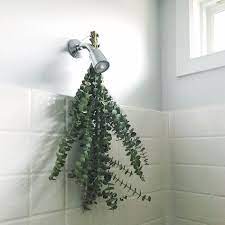 People On The Internet Are Talking About Hanging Eucalyptus In Their Showers Eucalyptus Shower Shower Plant Diy Spa