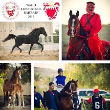 مؤتمر المنظمة العالمية للخيل العربية الأصيلة waho ينطلق اليوم بالبحرين arabian horse horses arabians