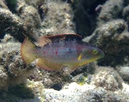 Image result for Oxyrhachis