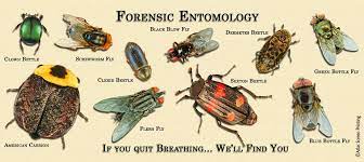 Entomology - Mr. C's Biology Homepage