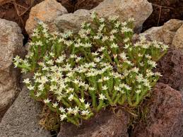 Image result for Sedum ruwenzoriense