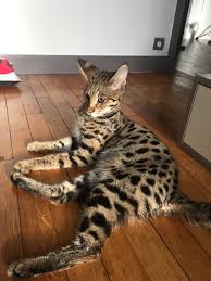 savannah f1 serval에 있는 yla930님의 핀 고양이