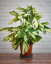 Image result for Ctenanthe