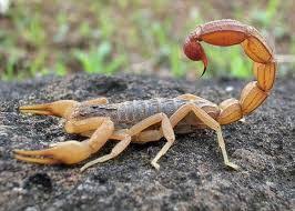 معلومات مدهشة عن العقرب بالصور نورليك Dangerous Animals Scorpion Animals