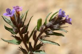 Image result for Tinnea apiculata