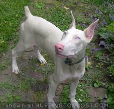 Beautiful White Doberman Ruffington Post
